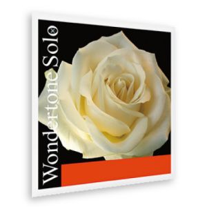 Pirastro バイオリン弦 Wondertone Solo（E線/アドバンスドスチール）VN 【35%OFF】【ゆうパケット】